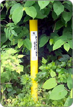 Pipline Marker